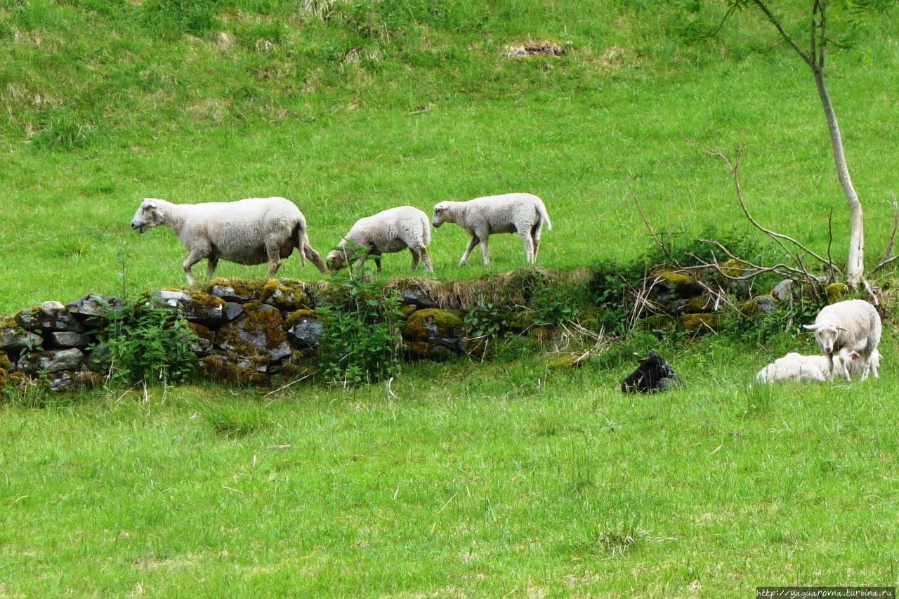 Гейрангер знакомый и новый: разрешите представиться! Гейрангер - Гейрангерфьорд, Норвегия Гейрангер знакомый и новый: разрешите представиться! Гейрангер - Гейрангерфьорд, Норвегия