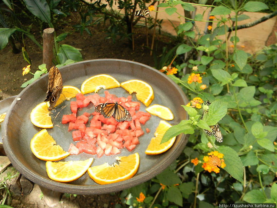 Среди цветов расставлены тарелки с кусочками свежих фруктов. Завтрак подан... Беналмадена, Испания