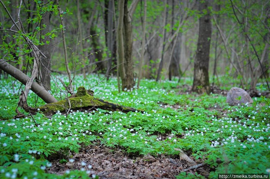 Цветущий весенний лес — это все еще в городе) Таллин, Эстония