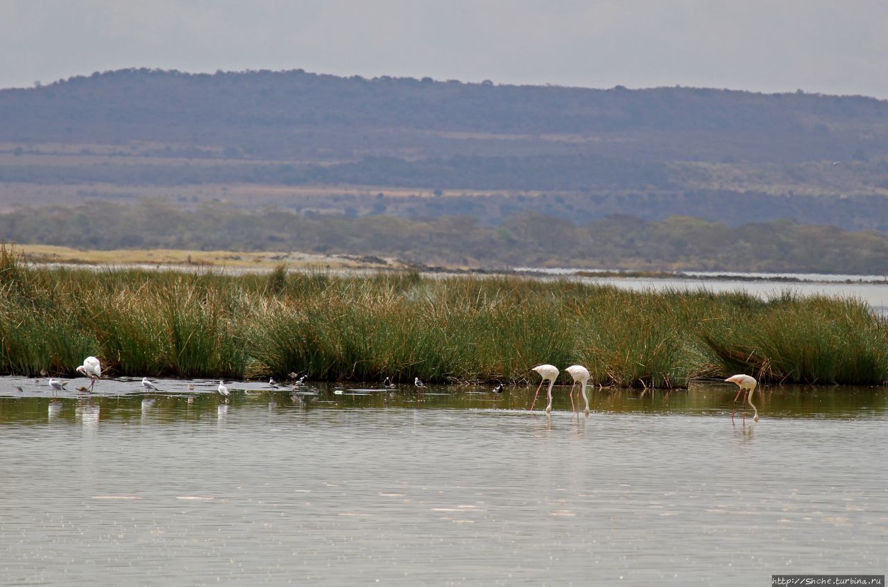 Озеро Элементита Озеро Элментейта, Кения