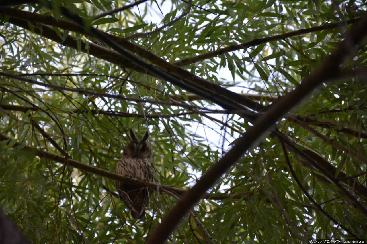 Незваная гостья Москва и Московская область, Россия