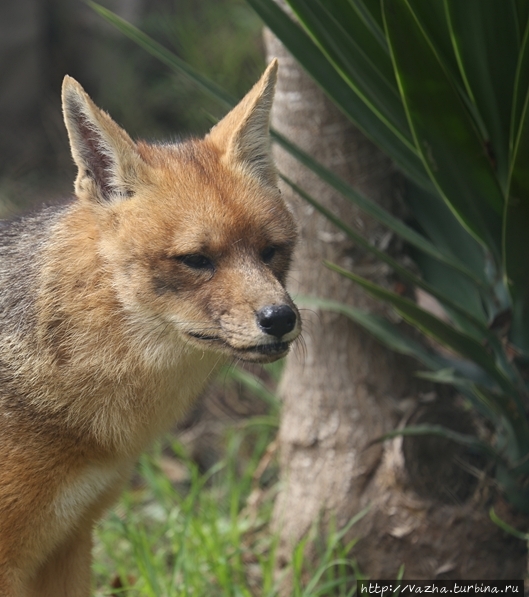 Зоопарк Лимы Лима, Перу