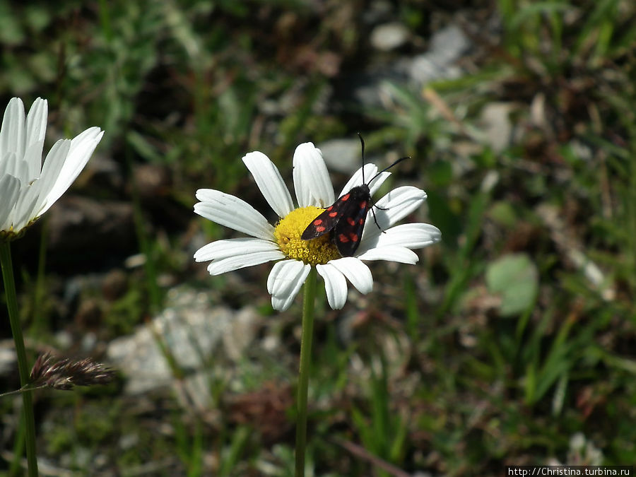 Грибам — место в блоге Ишгль, Австрия