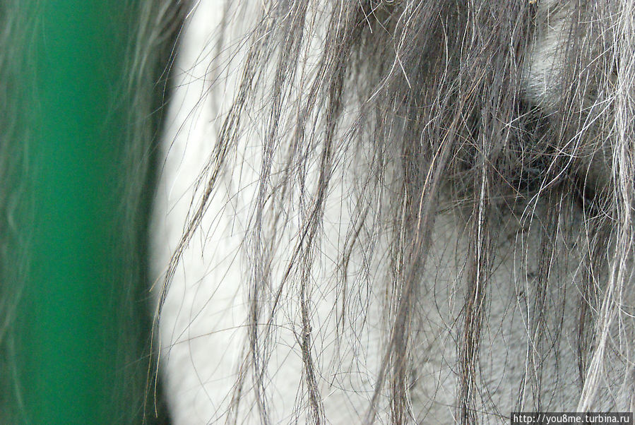 Тарпан Брест, Беларусь