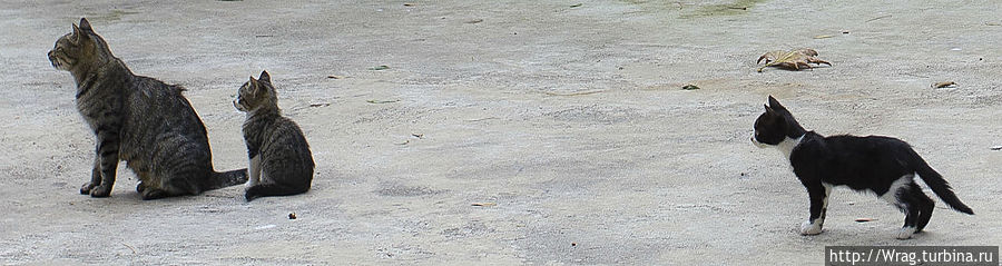 Напоследок стамбульская семья котиков)