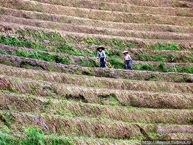 ...а в основном поддерживают всю эту красоту и выращивают рис натруженные крестьянские руки.