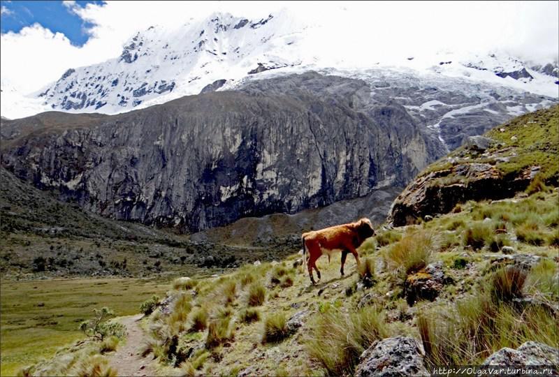 Национальный парк Уаскаран. Трек к лагуне-69 Уаскаран Национальный Парк, Перу