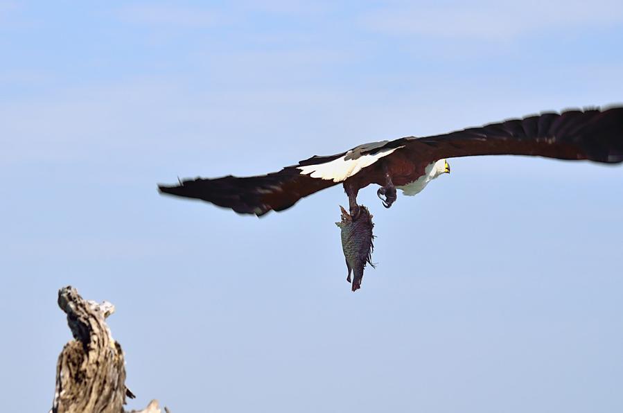 Орел-рыболов понес рыбу домой Национальный парк Чобе, Ботсвана