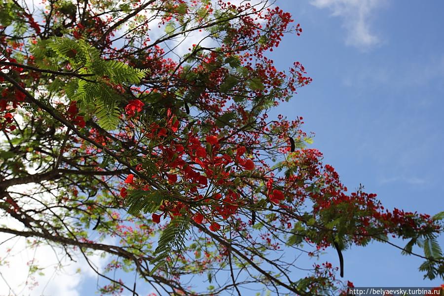 Тень нашлась не очень плотная, но цветущее дерево очень живописное. Ушмаль, Мексика