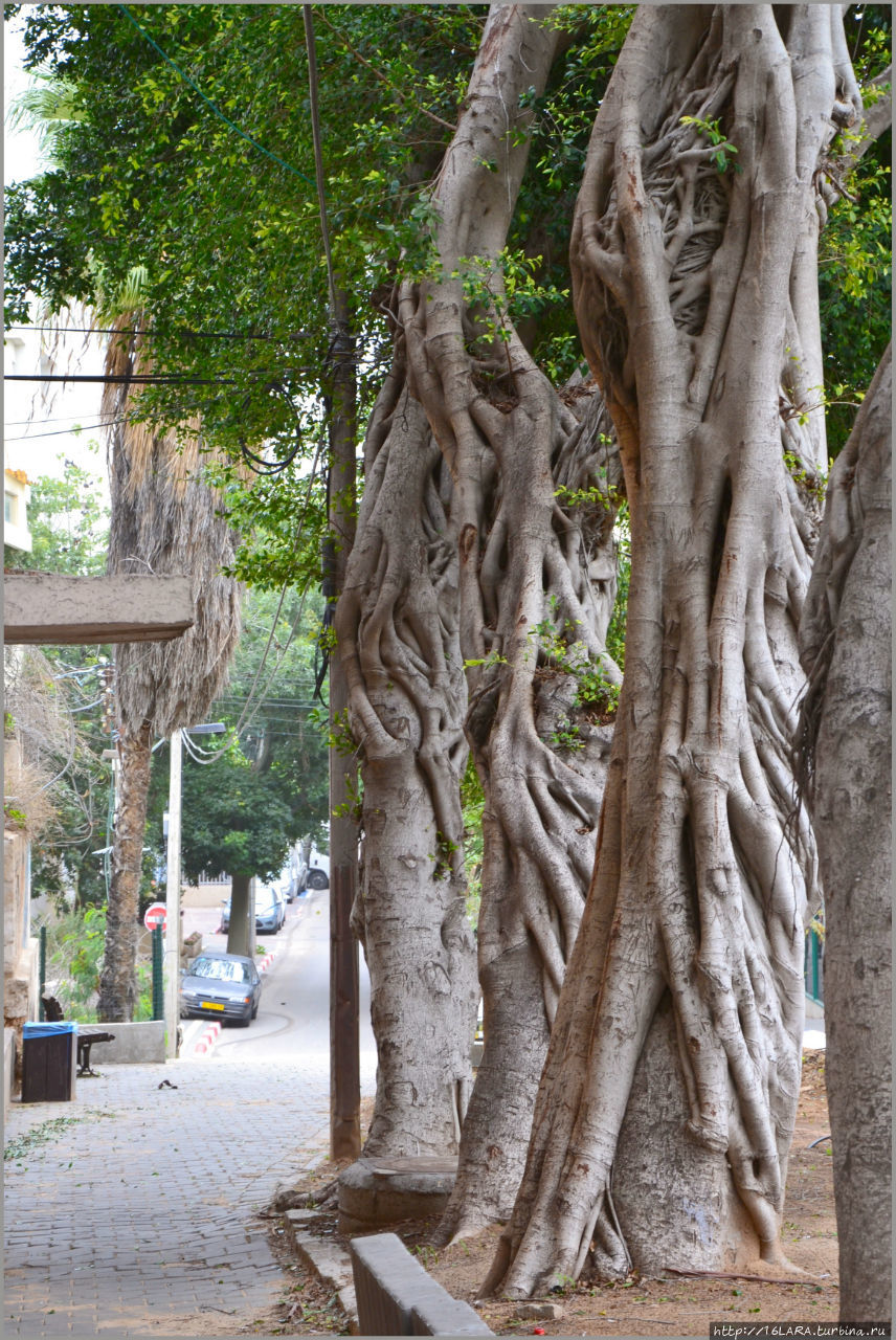 Старые фикусы -сикоморы Тель-Авив, Израиль