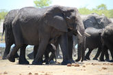 Слоны прошли очень близко, cреди них было много малышей, мы сидели не шевелясь
