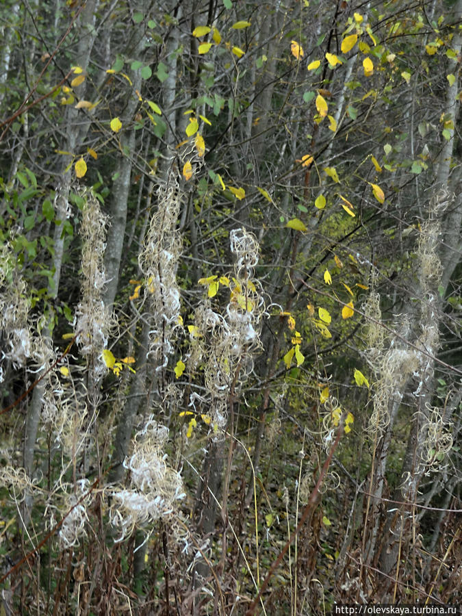 В лесу под Вологдой Вологда, Россия