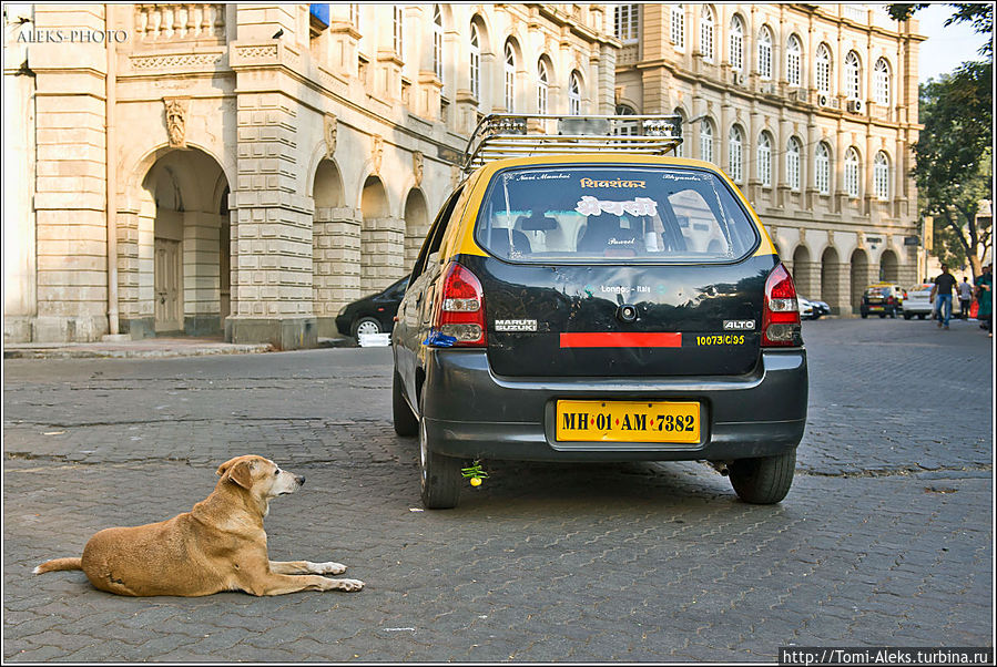 Что касается бродячих собак, — их в индийский городах довольно много. И Мумбаи — не исключение. Причем, собак совсем не смущает, что они возлежат где-нибудь прямо на тротуаре в центре огромного города. Для них это — всего лишь родная подворотня...
Вот — типичный пример...
* Мумбаи, Индия