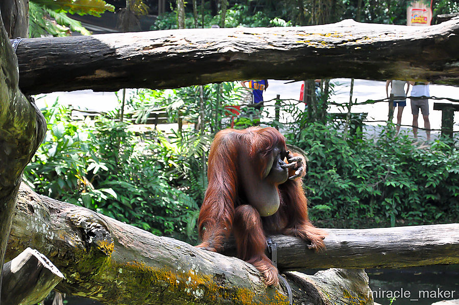 Зоопарк в Сингапуре Сингапур (город-государство)