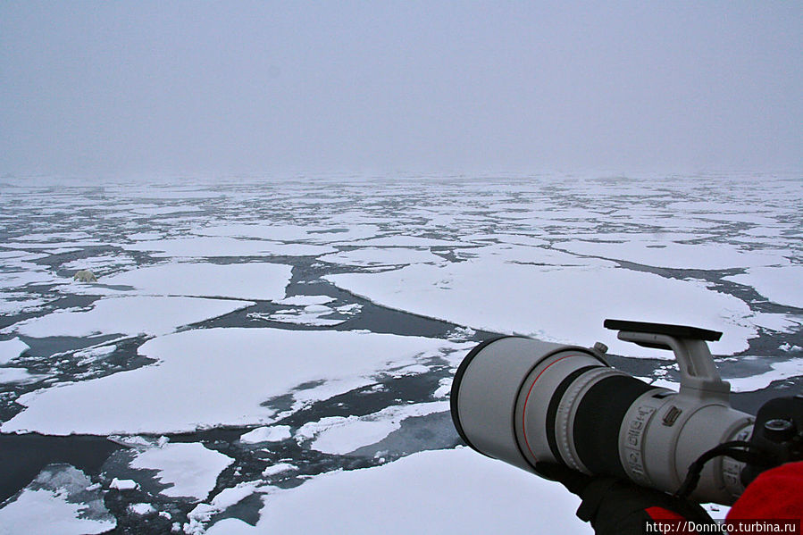 Большая Белая Медведица Земля Франца-Иосифа архипелаг, Россия