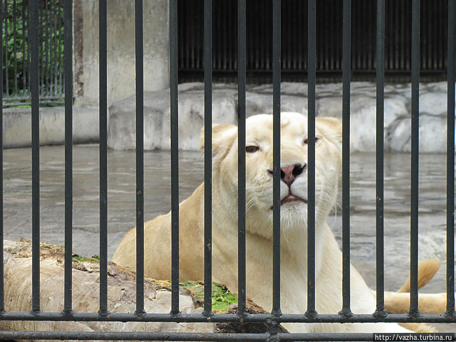 Зоопарк Гуанджоу Гуанчжоу, Китай
