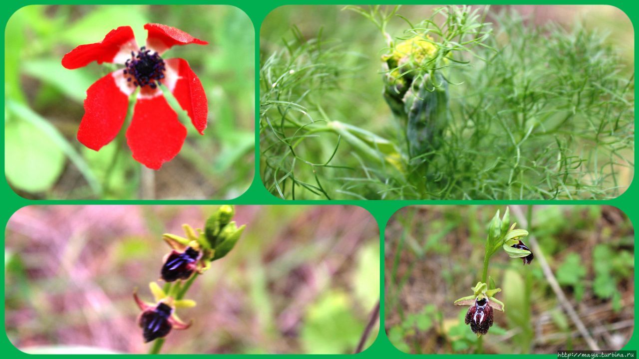 Весеннее Иерусалимский округ, Израиль