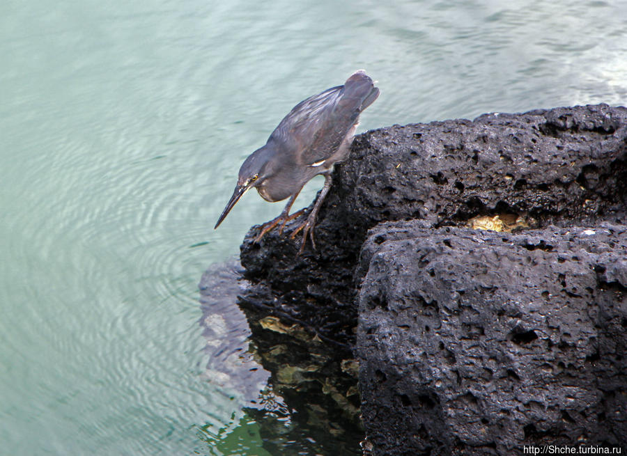 ... птичек, охотящихся на рыбок:))) Пуэрто-Айора, остров Санта-Крус, Эквадор