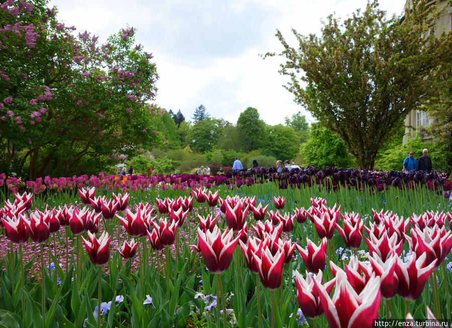 Мюнхенский ботанический сад — где ёлки розовым цветут Мюнхен, Германия