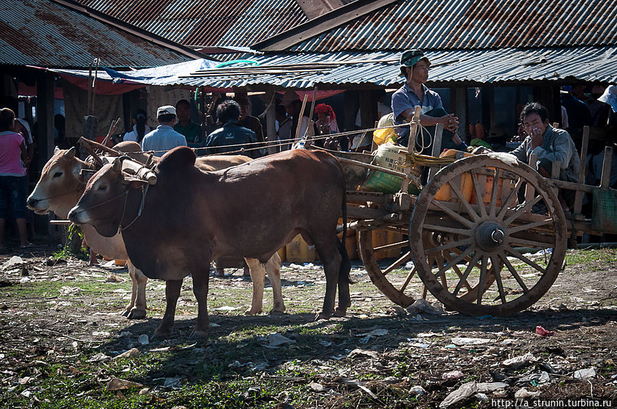 На озере Инле Озеро Инле, Мьянма