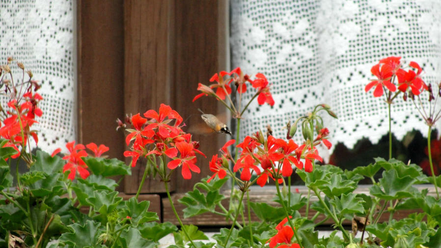 Толи колибри, толи мотылек Хальштатт, Австрия