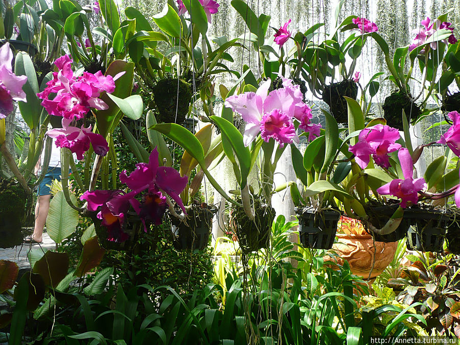 мимо орхидей пройти невозможно Паттайя, Таиланд