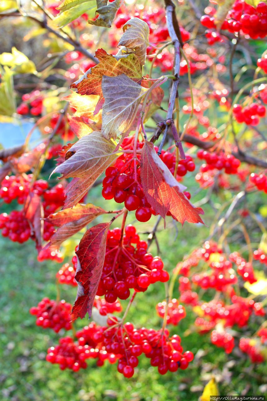А это уже осенние ягоды, да и сад хоть и на юге, но Карелии:))