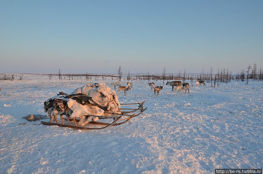 День оленевода Дудинка, Россия