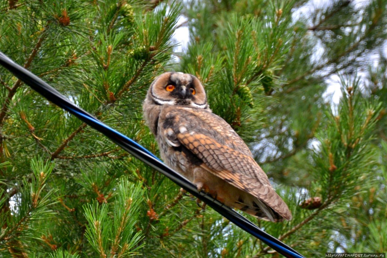 Совы. Игра в прятки Внуково, Россия Совы. Игра в прятки Внуково, Россия