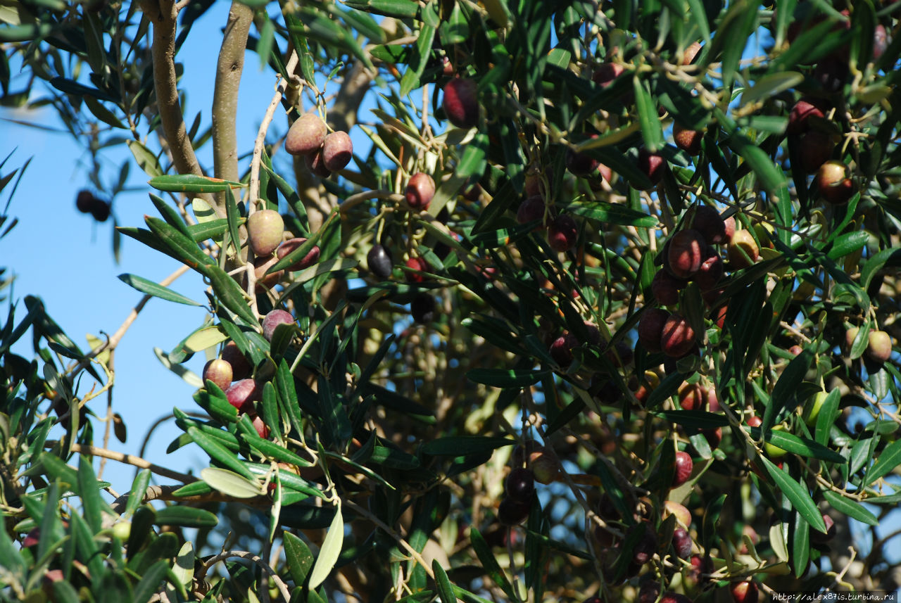 Если кто-то не знает разницу между маслинами и оливками — срочно в википедию(а я встречал таких, даже после 10+ лет в Израиле). А вообще я просто люблю и те и те, поэтому это фото тут) Афула, Израиль