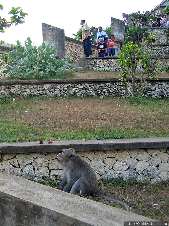 О-па, здесь обезьяны! Осторожно, здесь обезьяны! Улувату, Индонезия