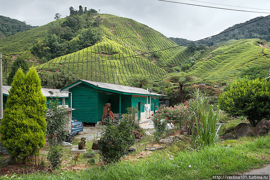 Чайные плантации — Sungai Palas Boh Tea Estate Танах-Рата, Малайзия