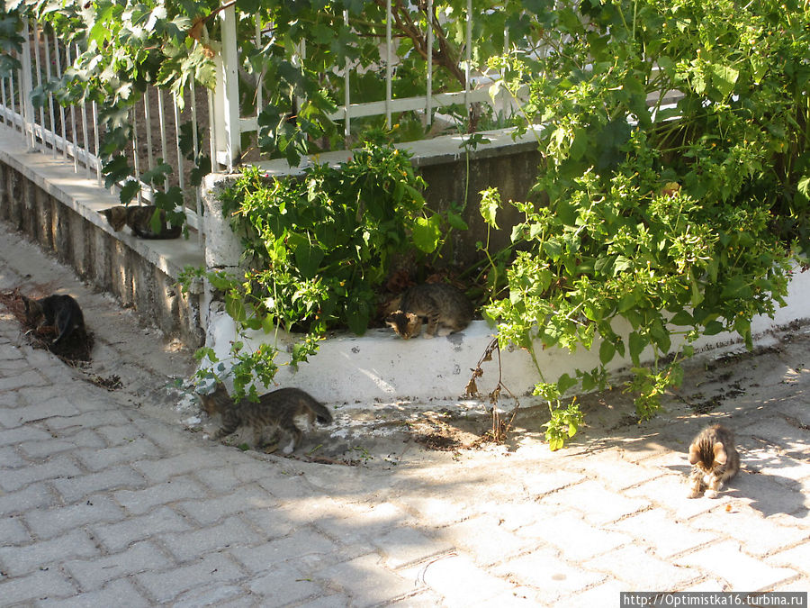 Здесь 5 котят Дидим, Турция