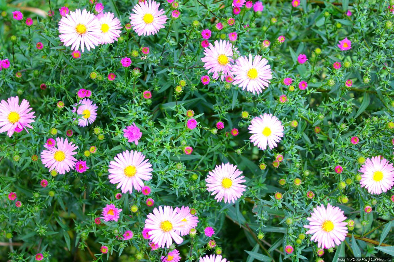 Ещё раз вспомним о хризантемах.