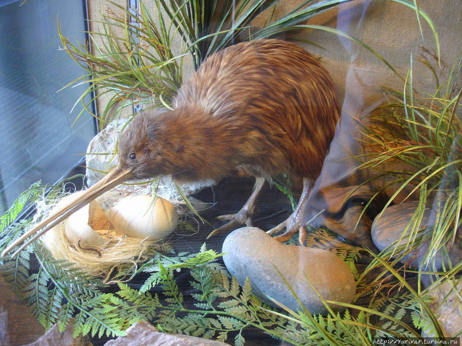 Первый символ Новой Зеландии — птица Киви Роторуа, Новая Зеландия