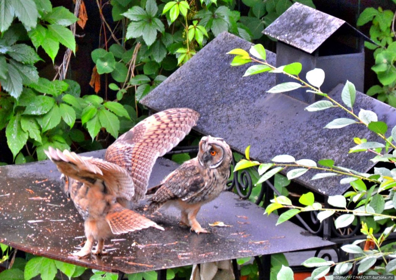 Совы. Дождливым днём Внуково, Россия Совы. Дождливым днём Внуково, Россия