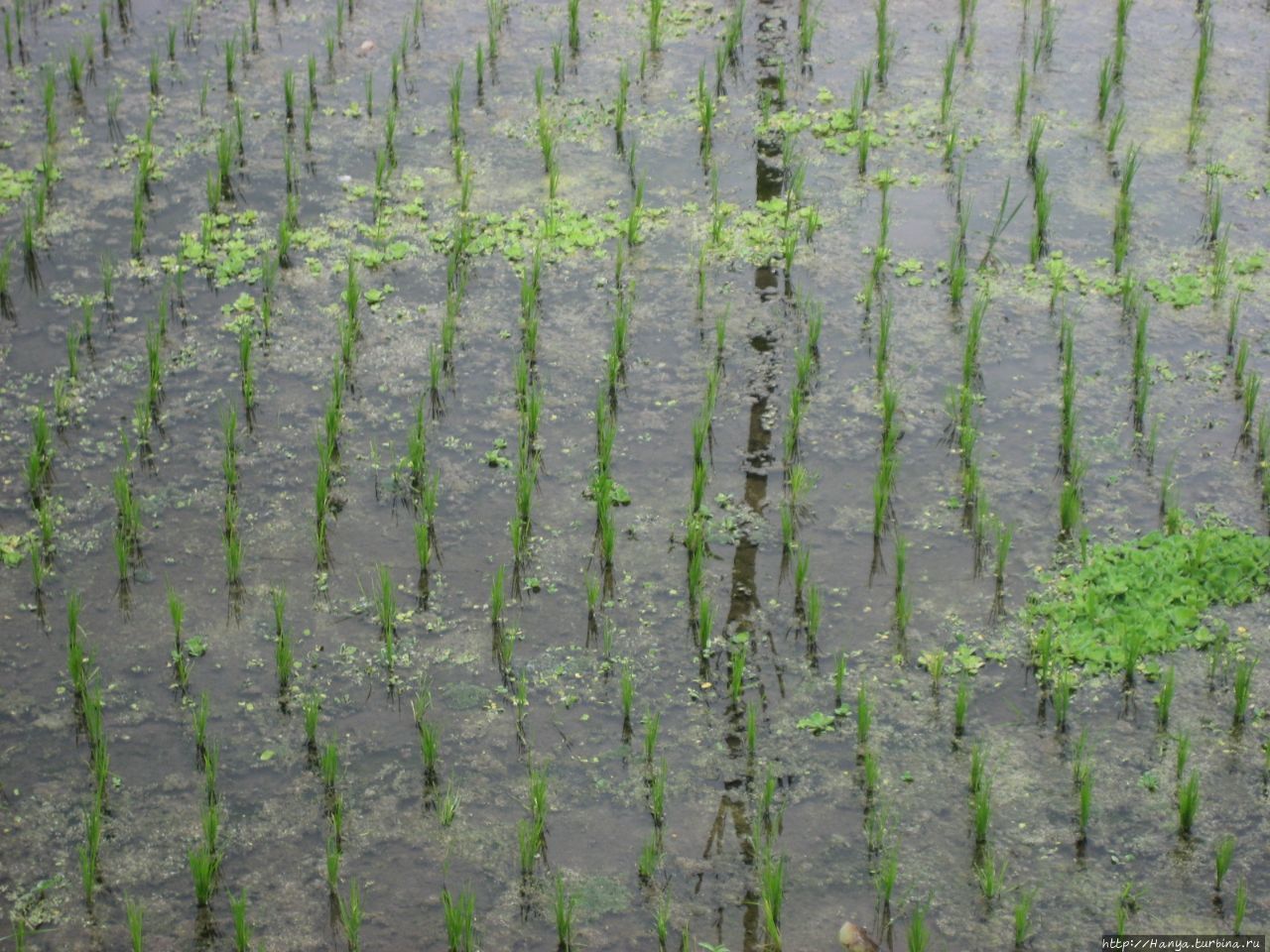 Рисовые поля Мундук