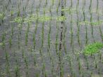 Рисовые поля Мундук