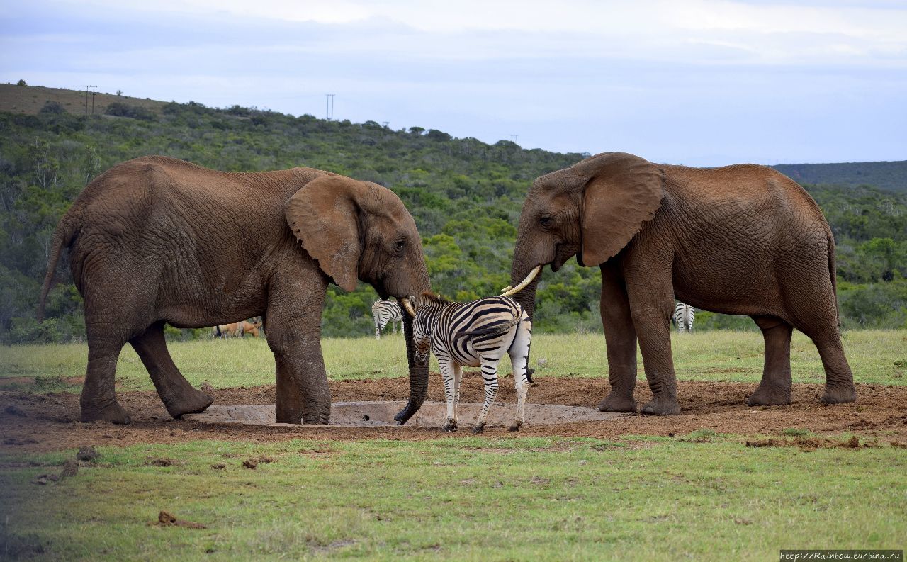Слон здесь главный! Эддо Элефант Национальный Парк, ЮАР