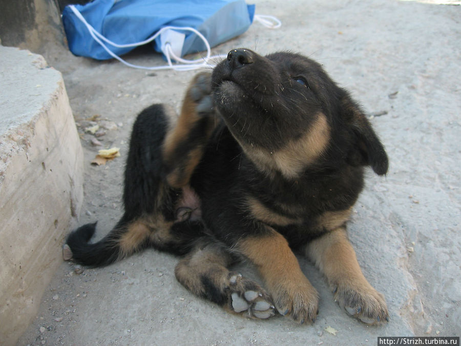 Клевые щенки в Ласпи Балаклава, Россия