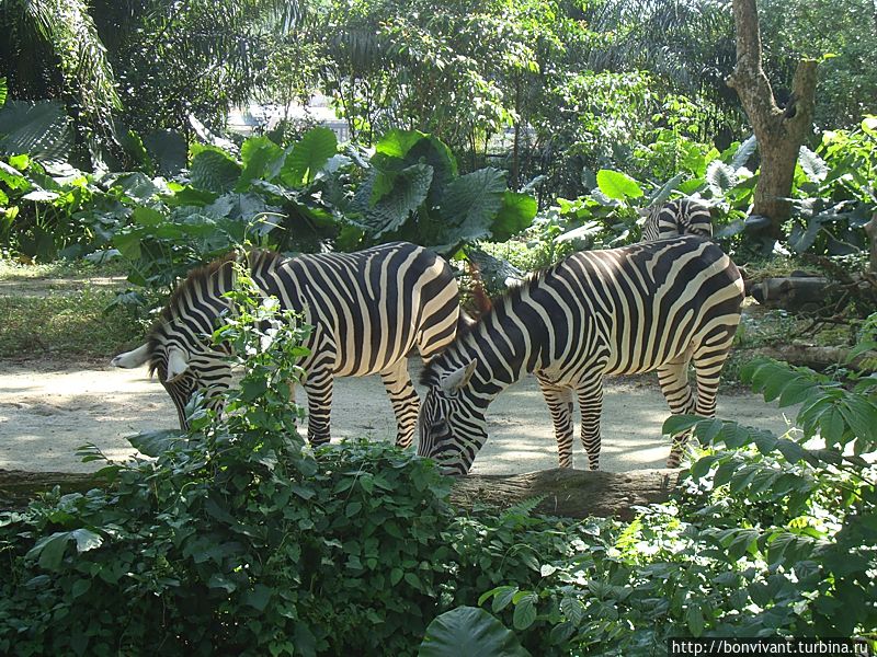 Сингапурский зоопарк: уже 40 лет! Сингапур (город-государство)