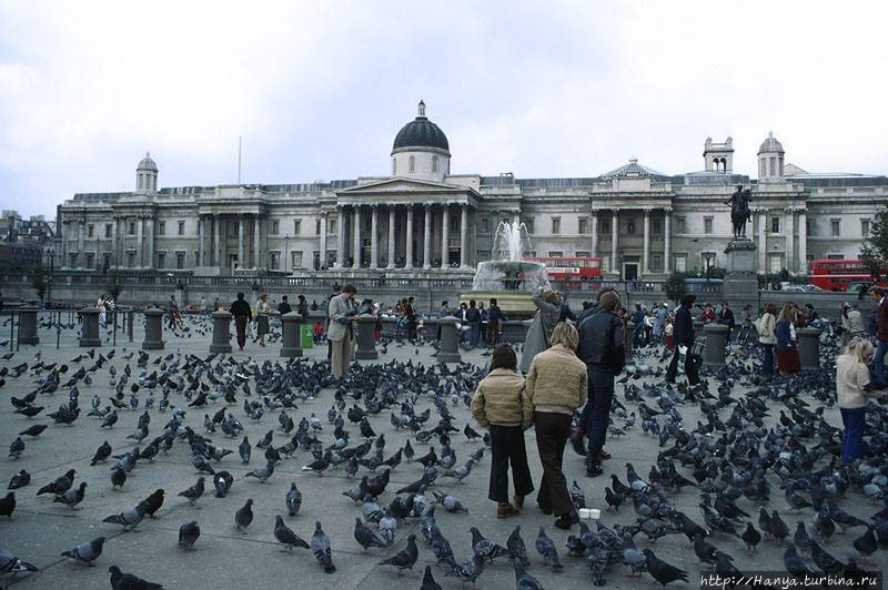 Голуби на Трафальгарской площади. Фото из интернета Лондон, Великобритания