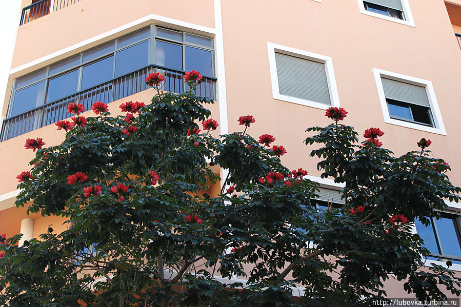 Африканское тюльпанное дерево, Спатодея колокольчиковая, (Spathodea campanulata) Санта-Крус-де-Тенерифе, остров Тенерифе, Испания