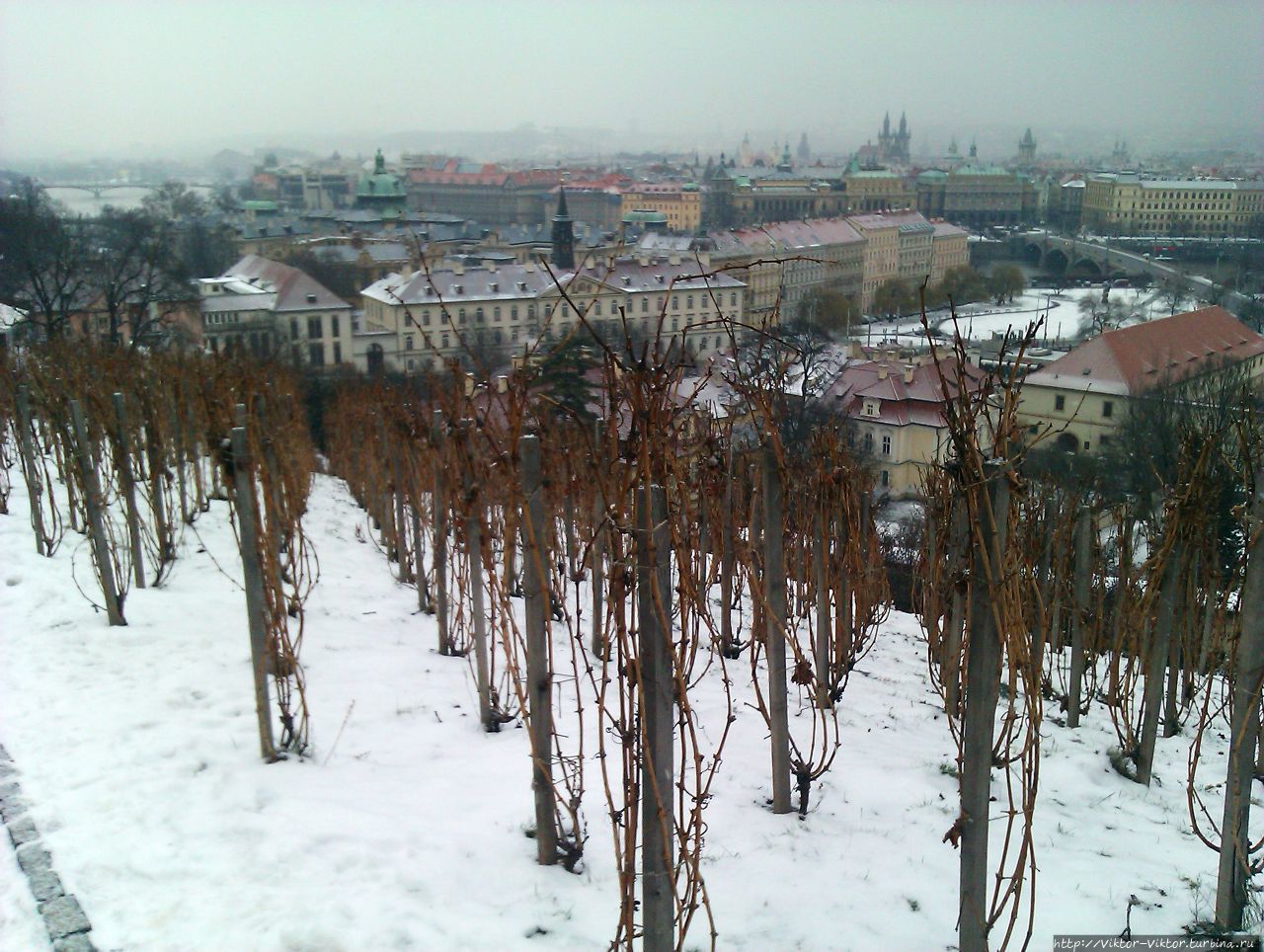 Виноградник Святого Вацлава Прага, Чехия