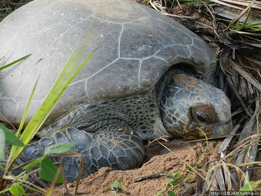Дальние страны. Часть 21. Удивительные черепахи Округ Маровийн, Суринам