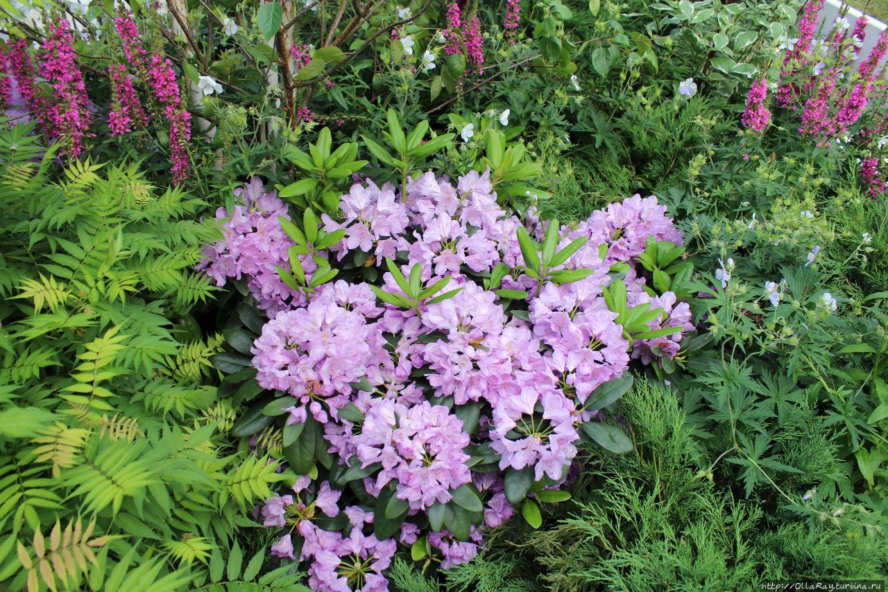 Moscow Flower Show 2017. Фотоотчёт и впечатления. Москва, Россия