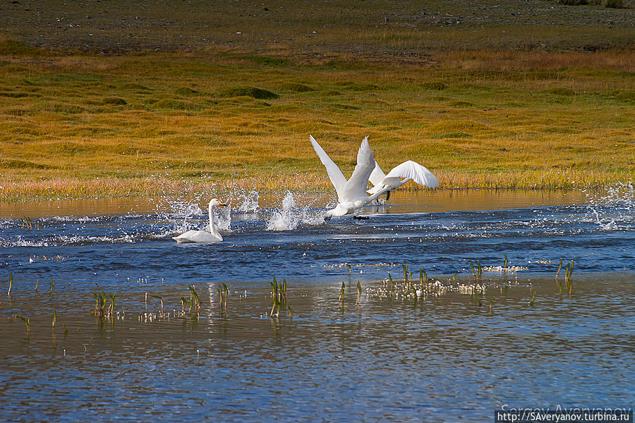 Сотенные стаи лебедей отдыхают на озёрах во время пролёта Монголия