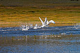 Сотенные стаи лебедей отдыхают на озёрах во время пролёта