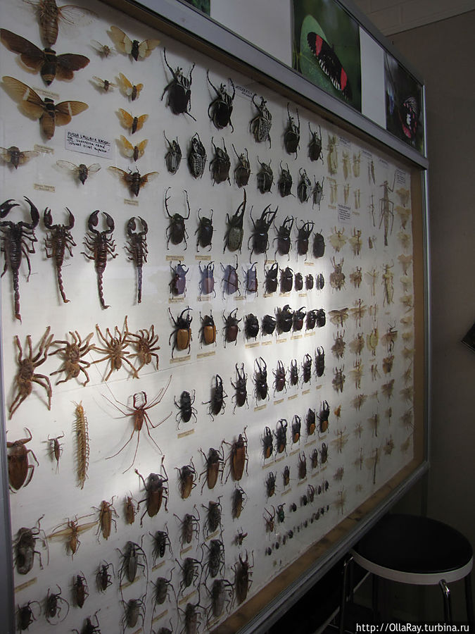 Коллекция насекомых. Йоэнсуу, Финляндия