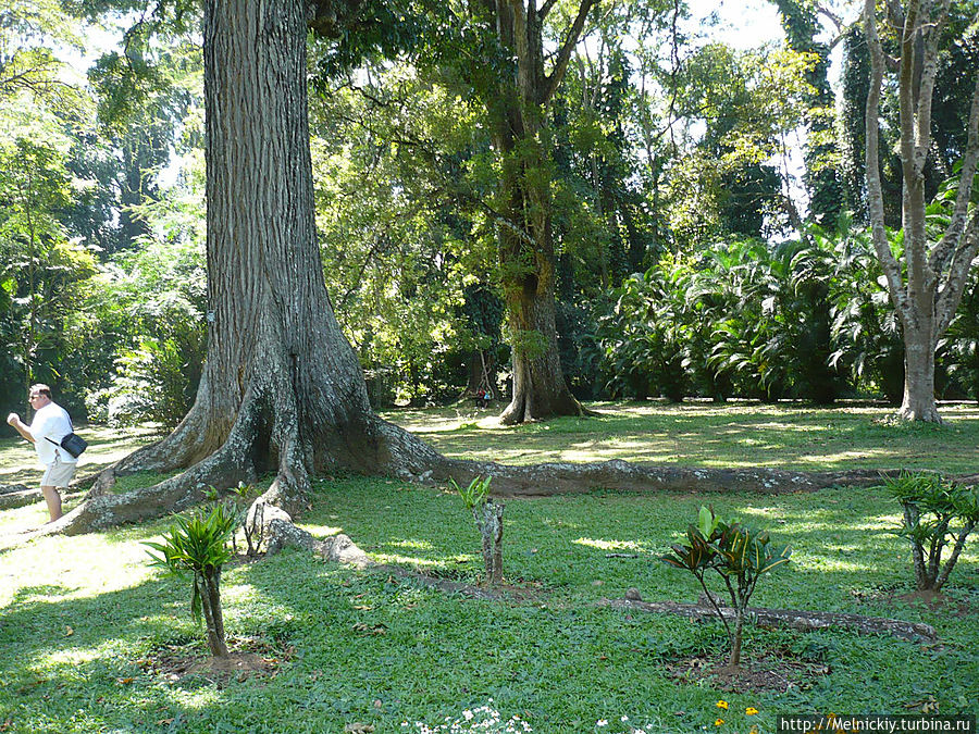 Променад по королевскому саду Перадения, Шри-Ланка